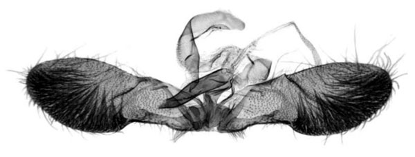 /filer/webapps/moths/media/images/L/leucotreta_Thaumatotibia_GM_Trematerra.jpg
