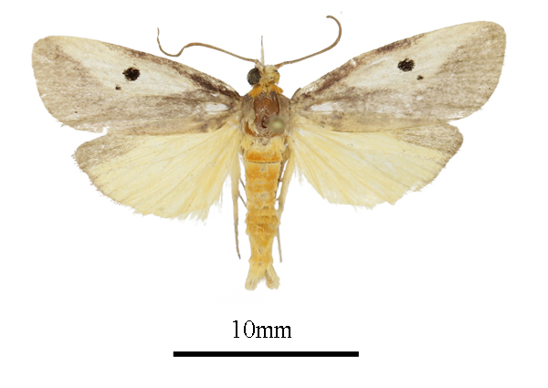 /filer/webapps/moths/media/images/L/leucotriangula_Haplosindris_AM_ANHRTa.JPG