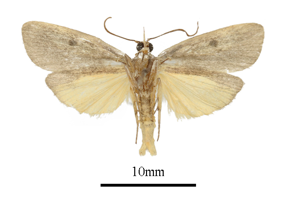 /filer/webapps/moths/media/images/L/leucotriangula_Haplosindris_AM_ANHRTb.JPG