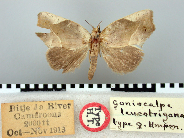 /filer/webapps/moths/media/images/L/leucotrigona_Goniocalpe_HT_BMNH.jpg