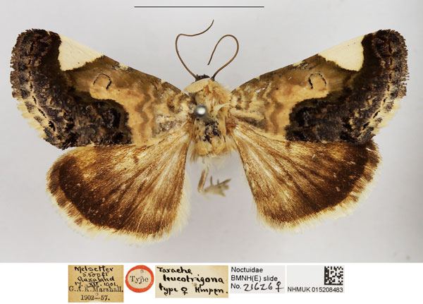 /filer/webapps/moths/media/images/L/leucotrigona_Tarache_HT_NHMUK.jpg