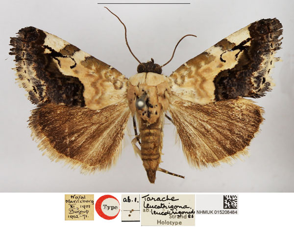 /filer/webapps/moths/media/images/L/leucotrigonides_Tarache_HT_NHMUK.jpg