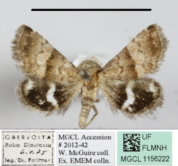 /filer/webapps/moths/media/images/L/leucozona_Eublemma_A_MGCLa_01.JPG