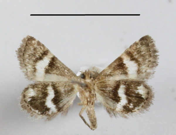 /filer/webapps/moths/media/images/L/leucozona_Eublemma_A_MGCLb_01.JPG