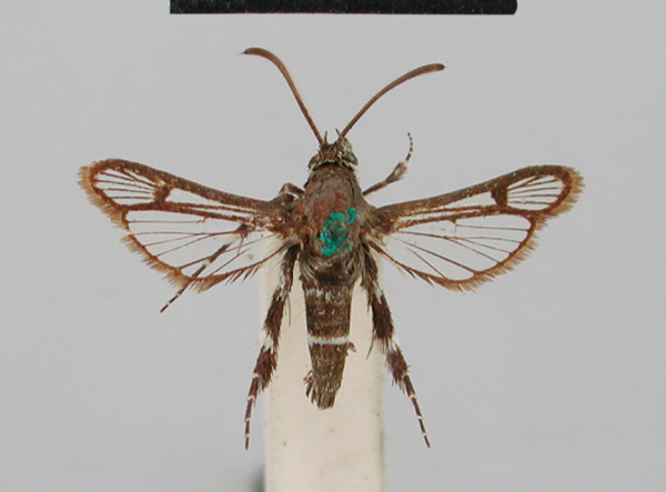 /filer/webapps/moths/media/images/L/leucozonipus_Crinipus_STM_BMNH.jpg