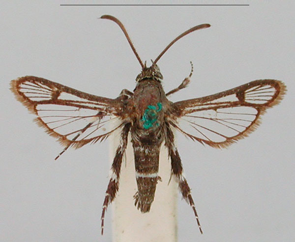 /filer/webapps/moths/media/images/L/leucozonipus_Crinipus_STM_BMNH_MF5yf3N.jpg