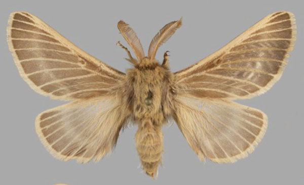 /filer/webapps/moths/media/images/L/levantina_Lemonia_HT_ZSM.jpg