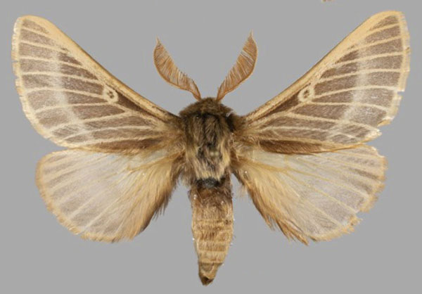 /filer/webapps/moths/media/images/L/levantina_Lemonia_PTM_Mueller.jpg