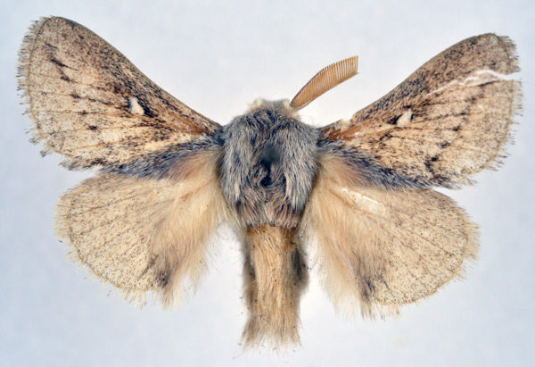 /filer/webapps/moths/media/images/L/levenna_Sena_AM_NHMO.jpg