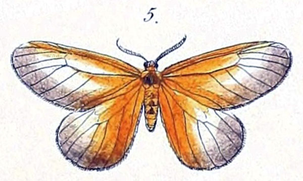 /filer/webapps/moths/media/images/L/levis_Anomoeotes_HT_Felder_1874_100-5.jpg