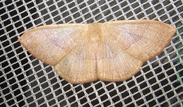 /filer/webapps/moths/media/images/L/lia_Somatina_A_Bippus.jpg