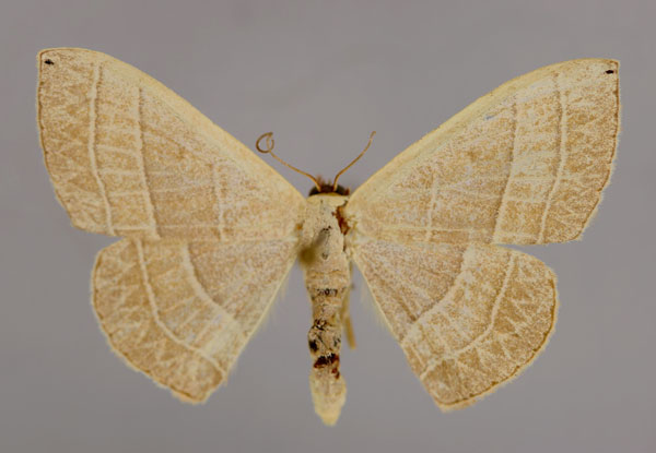 /filer/webapps/moths/media/images/L/lia_Somatina_A_ZSM_01.jpg