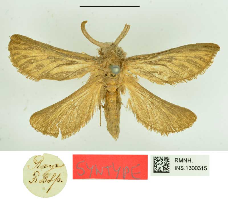 /filer/webapps/moths/media/images/L/libania_Bombyx_STM_RMNH_01.jpg