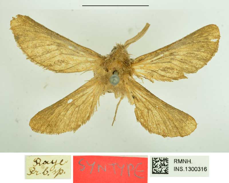 /filer/webapps/moths/media/images/L/libania_Bombyx_STM_RMNH_02.jpg