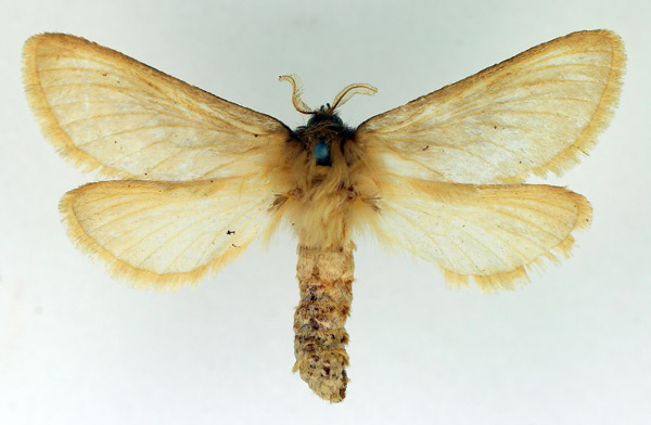 /filer/webapps/moths/media/images/L/libania_Gorgopis_AF_TMSA.jpg