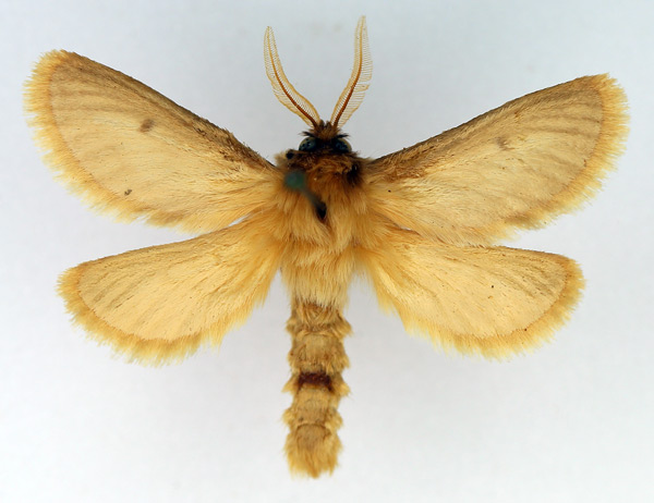 /filer/webapps/moths/media/images/L/libania_Gorgopis_AM_TMSA.jpg