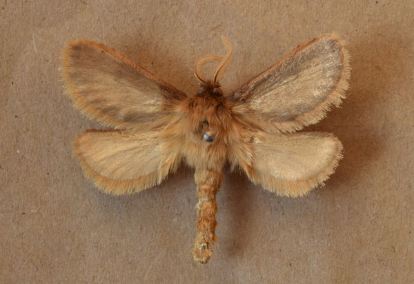 /filer/webapps/moths/media/images/L/libania_Gorgopis_A_Butler.jpg