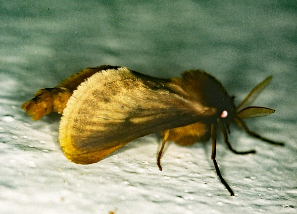 /filer/webapps/moths/media/images/L/libania_Gorgopis_A_Roland_01.jpg