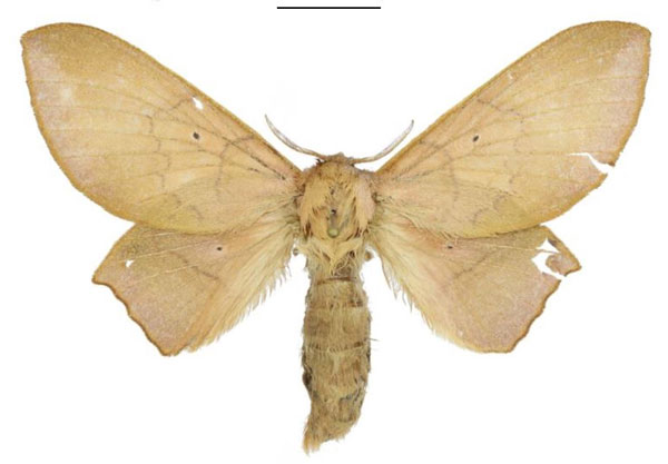 /filer/webapps/moths/media/images/L/libera_Sonitha_AF_ANHRT.jpg