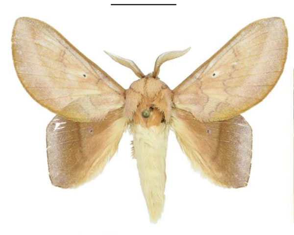 /filer/webapps/moths/media/images/L/libera_Sonitha_AM_ANHRT.jpg