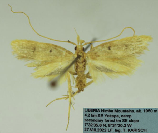 /filer/webapps/moths/media/images/L/liberianus_Notioseus_HT_SDEI.jpg