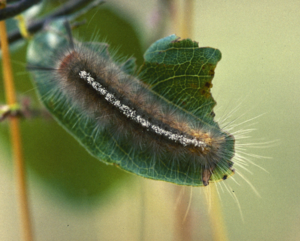/filer/webapps/moths/media/images/L/libyra-flammeola_Hemerophanes_C_Roland_01.jpg