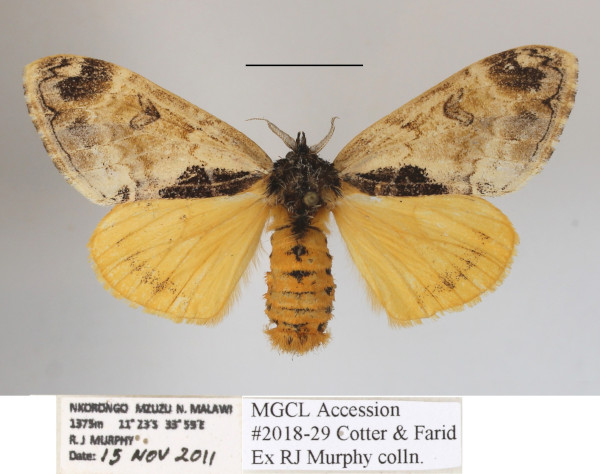 /filer/webapps/moths/media/images/L/libyra_Hemerophanes_AF_MGCLa_02.JPG