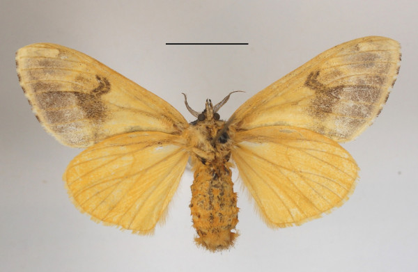 /filer/webapps/moths/media/images/L/libyra_Hemerophanes_AF_MGCLb_02.JPG