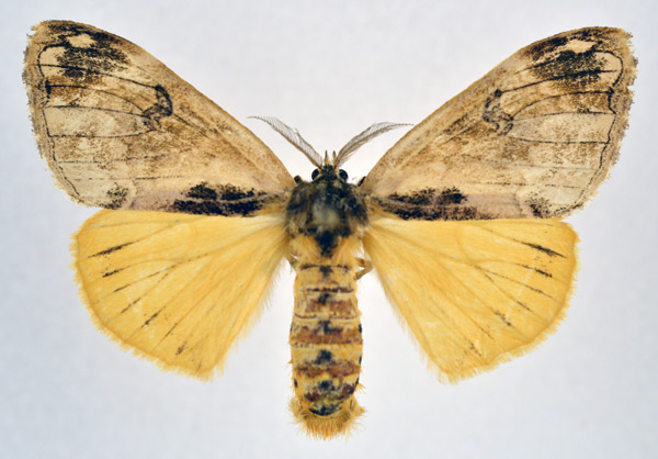 /filer/webapps/moths/media/images/L/libyra_Hemerophanes_AF_NHMO.jpg