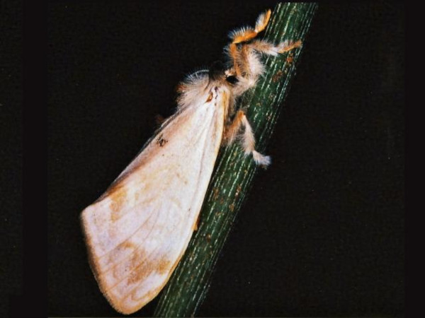 /filer/webapps/moths/media/images/L/libyra_Hemerophanes_AF_Roland.jpg