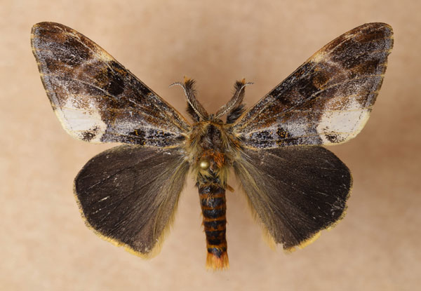 /filer/webapps/moths/media/images/L/libyra_Hemerophanes_AM_Butler.jpg