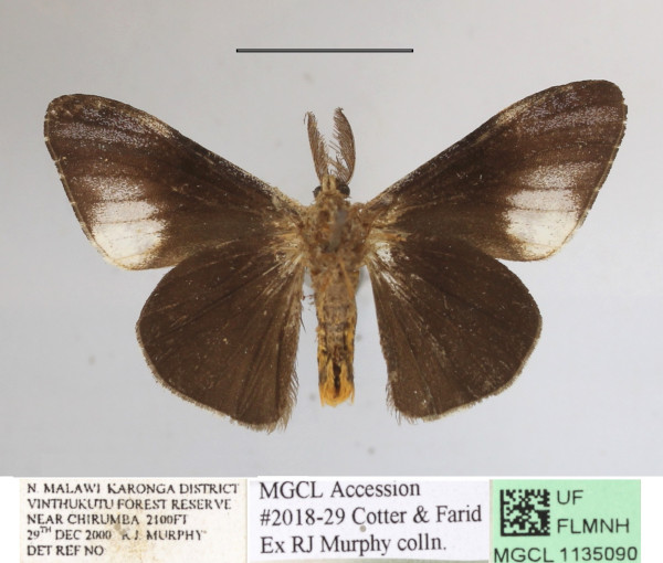 /filer/webapps/moths/media/images/L/libyra_Hemerophanes_AM_MGCLa_01.JPG