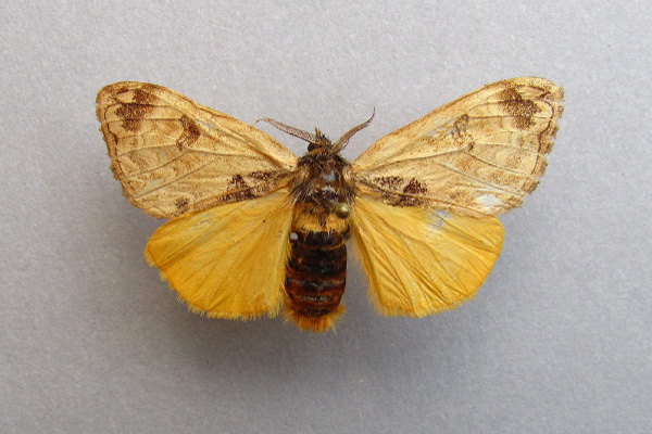 /filer/webapps/moths/media/images/L/libyra_Hemerophanes_A_Baron.jpg