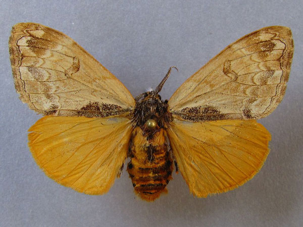 /filer/webapps/moths/media/images/L/libyra_Hemerophanes_A_Baron_01.jpg