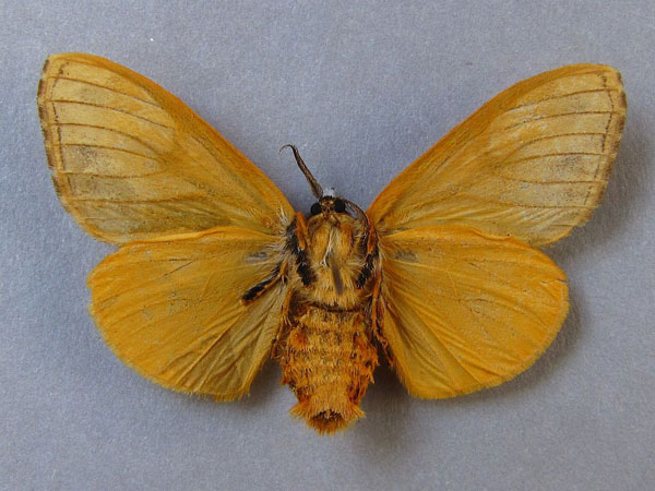 /filer/webapps/moths/media/images/L/libyra_Hemerophanes_A_Baron_02.jpg