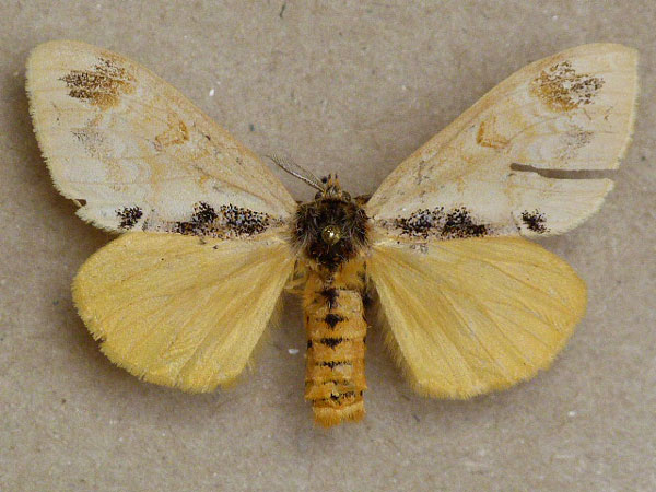 /filer/webapps/moths/media/images/L/libyra_Hemerophanes_A_Butler.jpg