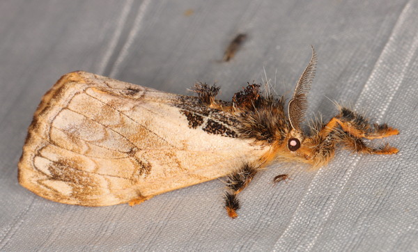 /filer/webapps/moths/media/images/L/libyra_Hemerophanes_A_Heyns_01.jpg