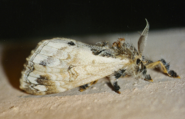 /filer/webapps/moths/media/images/L/libyra_Hemerophanes_A_Roland_01.jpg