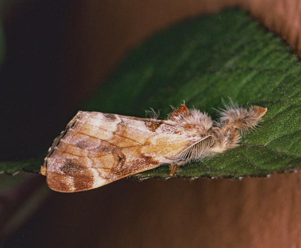 /filer/webapps/moths/media/images/L/libyra_Hemerophanes_A_Roland_01_WEDxizc.jpg