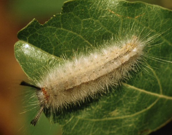 /filer/webapps/moths/media/images/L/libyra_Hemerophanes_C_Roland_01.jpg