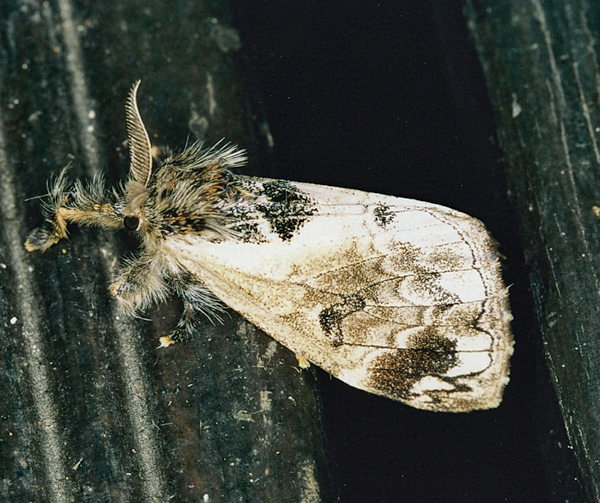 /filer/webapps/moths/media/images/L/libyra_flammeola_Hemerophanes_A_Roland_01.jpg