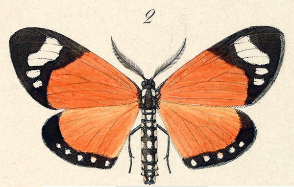 /filer/webapps/moths/media/images/L/libyssa_Aletis_ST_Hopffer_28_2.jpg