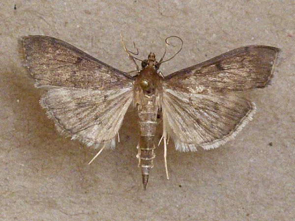 /filer/webapps/moths/media/images/L/licarsisalis_Herpetogramma_A_Butler.jpg