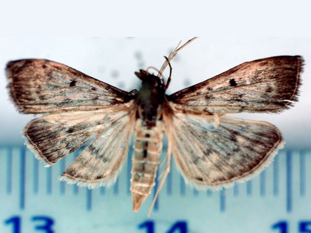 /filer/webapps/moths/media/images/L/licarsisalis_Herpetogramma_A_Poltavsky.jpg