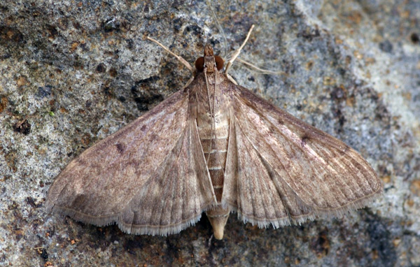 /filer/webapps/moths/media/images/L/licarsisalis_Herpetogramma_A_Simon_01.jpg