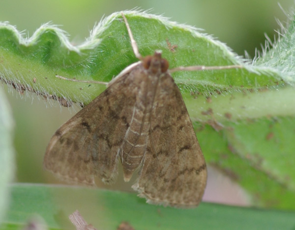 /filer/webapps/moths/media/images/L/licarsisalis_Herpetogramma_A_Simon_02.jpg