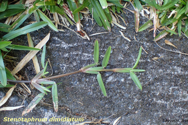 /filer/webapps/moths/media/images/L/licarsisalis_Herpetogramma_FP_Bippus.jpg