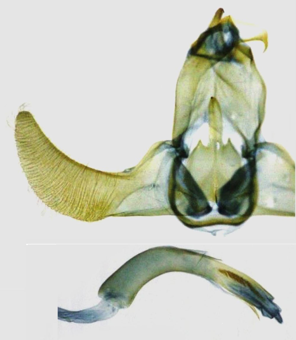 /filer/webapps/moths/media/images/L/lichanosa_Torodora_GMHT_RMCA.jpg