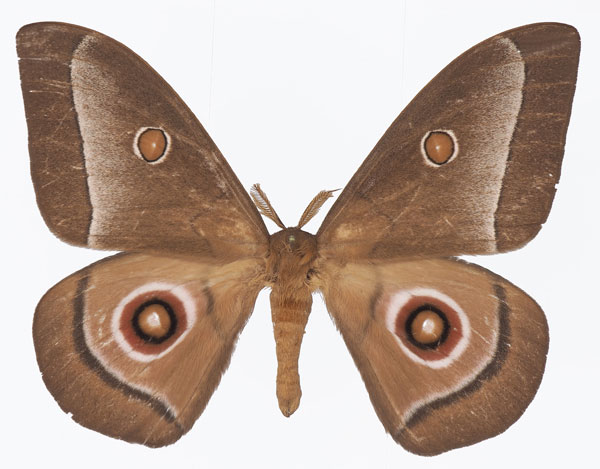 /filer/webapps/moths/media/images/L/licharbas_Bunaeopsis_AM_Basquin_01.jpg