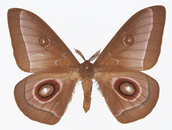 /filer/webapps/moths/media/images/L/licharbas_Bunaeopsis_AM_Basquin_02.jpg